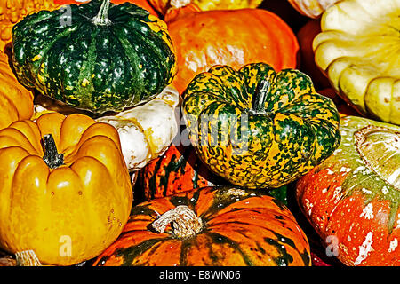 Citrouilles ornementales colorés mixtes avec diverses formes. Banque D'Images