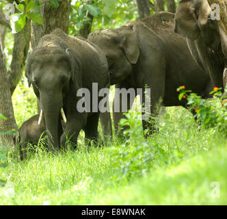 Groupe d'éléphants d'Asie sauvages Banque D'Images