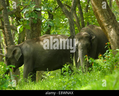 Groupe d'éléphants d'Asie sauvages Banque D'Images