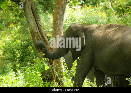 Groupe d'éléphants d'Asie sauvages Banque D'Images