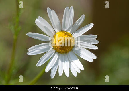 Gros plan d'une seule fleur de camomille matricaire maritime Banque D'Images