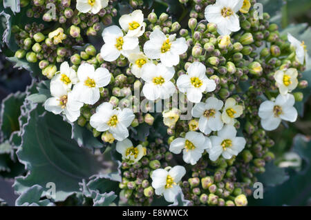 Près de la mer de fleurs Kale prises à Eastbourne, East Sussex Banque D'Images