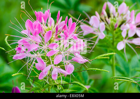 Close up Cleome rose fleur araignée ou rempli de gouttes de rosée dans le jardin Banque D'Images