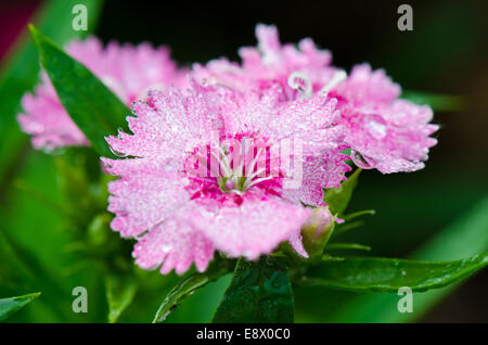 Close up ou Dianthus rose fleurs Sweet William remplie de gouttes de rosée Banque D'Images