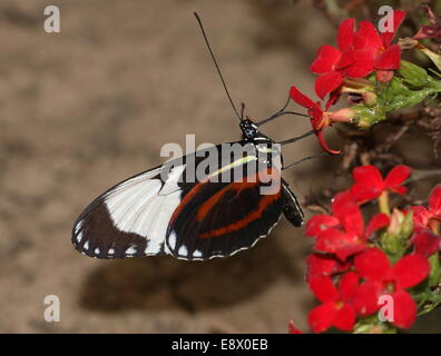 Cydno Heliconius Cydno Longwing (papillon) alias Grinning Heliconian ou bleu et blanc Longwing, d'alimentation sur une fleur Banque D'Images