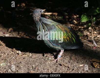 Pigeon Nicobar (Caloenas nicobarica) looking over shoulder Banque D'Images