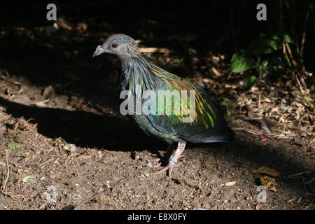 Pigeon Nicobar (Caloenas nicobarica) Banque D'Images