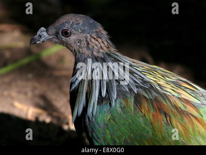 Pigeon Nicobar (Caloenas nicobarica) gros plan de la tête Banque D'Images