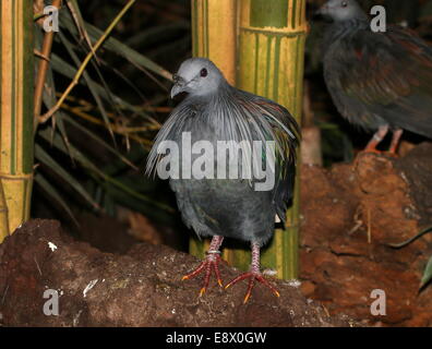 Pigeon Nicobar (Caloenas nicobarica) Banque D'Images