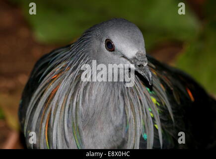 Pigeon Nicobar (Caloenas nicobarica) gros plan de la tête Banque D'Images