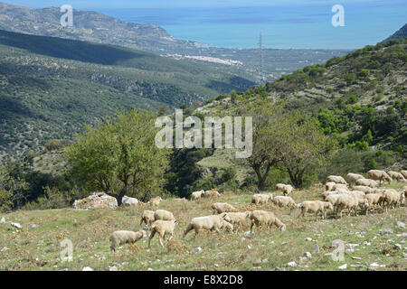 Troupeaux de brebis sur montagne, Monte Sant'Angelo, péninsule du Gargano, Pouilles, Italie Banque D'Images