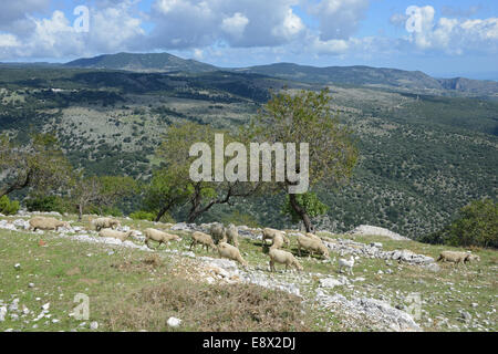 Troupeaux de brebis sur montagne, Monte Sant'Angelo, péninsule du Gargano, Pouilles, Italie Banque D'Images