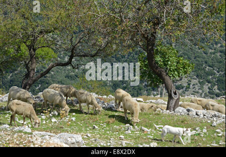 Troupeaux de brebis sur montagne, Monte Sant'Angelo, péninsule du Gargano, Pouilles, Italie Banque D'Images