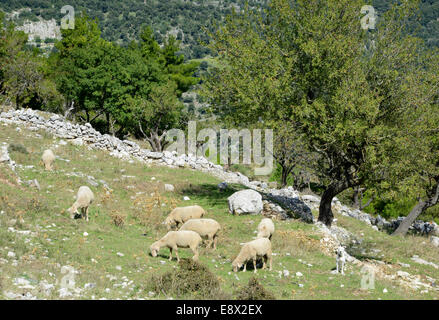 Troupeaux de brebis sur montagne, Monte Sant'Angelo, péninsule du Gargano, Pouilles, Italie Banque D'Images