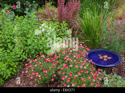 Vashon Island, WA : jardin d'été doté d'Argyranthemum 'Madeira Red', Hydrangea 'Bobo', agastache 'rouge', barberry Coronado Banque D'Images