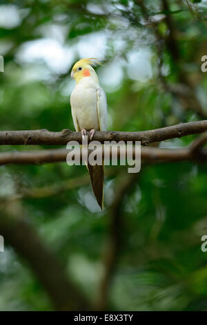 Belle mutation Lutino (Nymphicus hollandicus cockatiel) à tree top Banque D'Images