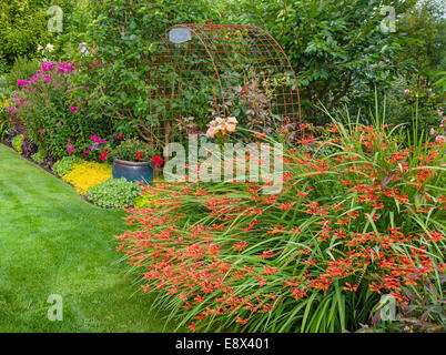 Vashon-Maury Island, WA : Orange crocosmia fleurit dans un jardin de vivaces d'été Banque D'Images