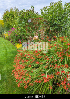 Vashon-Maury Island, WA : Orange crocosmia fleurit dans un jardin de vivaces d'été Banque D'Images