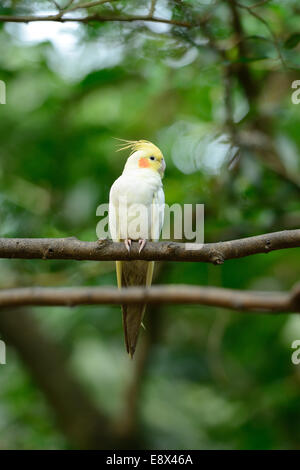 Belle mutation Lutino (Nymphicus hollandicus cockatiel) à tree top Banque D'Images