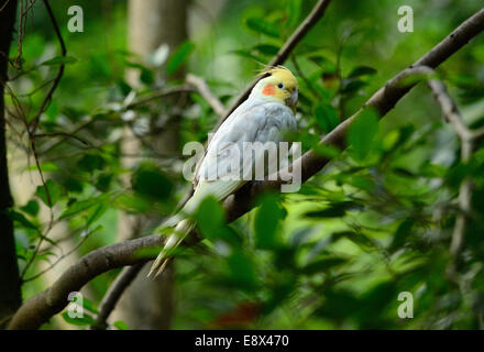 Belle mutation Lutino (Nymphicus hollandicus cockatiel) à tree top Banque D'Images