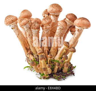 Les champignons (champignon Armillaria, miel, Miel agarics) isolé sur fond blanc Banque D'Images