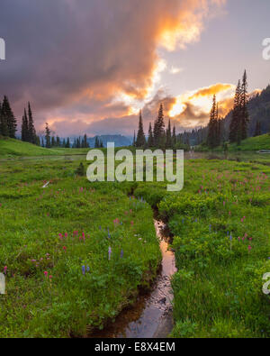 Parc national de Mount Rainier, Washington : Petit cours d'eau reflète la couleur du coucher du soleil à partir de la partie supérieure du lac Tipsoo Banque D'Images