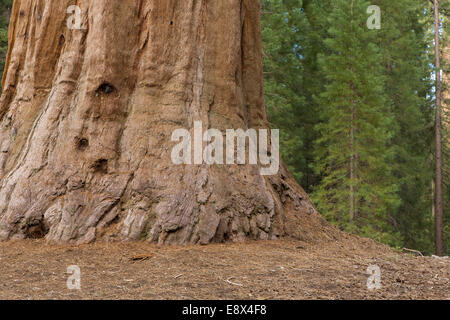 Sequoia géant, ou bois rouge, Sequoiadendron giganteum, Sierra Nevada, en Californie. La base du tronc Banque D'Images