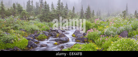 Parc national de Mount Rainier, Washington : singe jaune et rose, fleur de lupin, séneçon vulgaire, et la valériane fleurs le long des eaux de la Banque D'Images