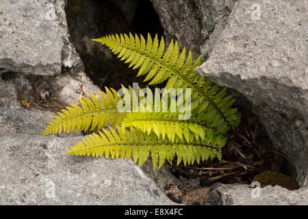 Bouclier dur, fougère Polystichum aculeatum, grandissant dans l'lapiez, Lancashire Banque D'Images