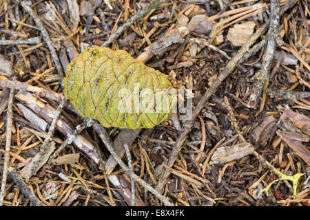 Cône, fraîchement tombée, Sequoia géant ou bois rouge, Sequoiadendron giganteum, Sierra Nevada, en Californie Banque D'Images