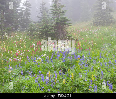 Parc national de Mount Rainier, Washington : un mélange de fleurs sauvages d'été y compris le lupin, pinceau, Furbish, asters et de valériane. Banque D'Images