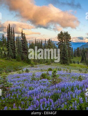 Parc national de Mount Rainier, Washington : prairie lupin (Lupinus latifolius) avec coucher de soleil nuages Banque D'Images