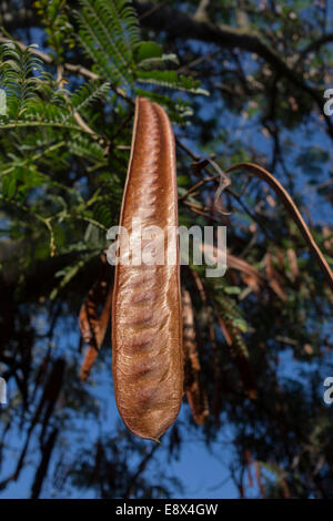 Close-up d'une gousse d'une Flame Tree, Delonix regia. Banque D'Images