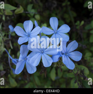 Close-up d'un Plumbago auriculata Plumbago, fleurs. Banque D'Images