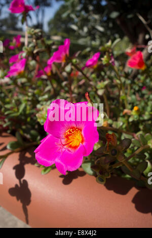 Close-up d'un Moss rose ou pourpier Portulaca grandiflora, fleurs, prises à Malte. Banque D'Images