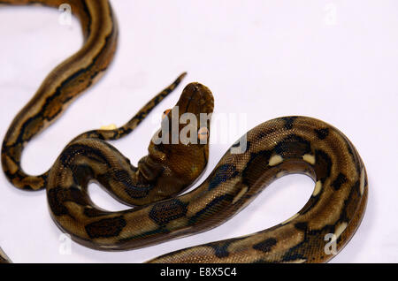 Beau Bébé Python réticulé mutation motley (Python reticulatus) en terrarium Banque D'Images