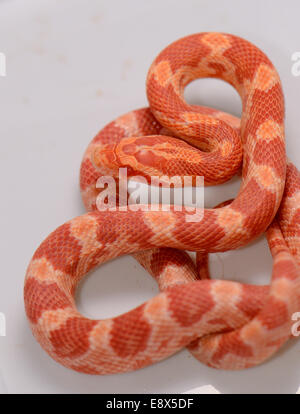 Belles Tortues Amelanistic Corn snake (Pantherophis guttatus) en terrarium Banque D'Images