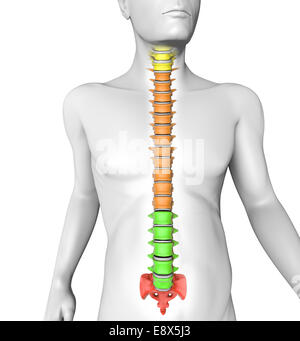 Corps humain 3D'anatomie de la colonne vertébrale Banque D'Images