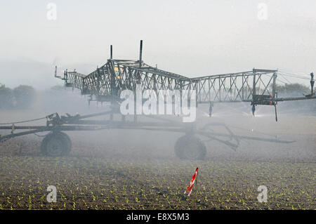 Automoteur Briggs arrosage irrigation laitue. Banque D'Images