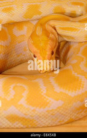 Belle albino Python birman (Python bivittatus) dormant dans terrarium Banque D'Images