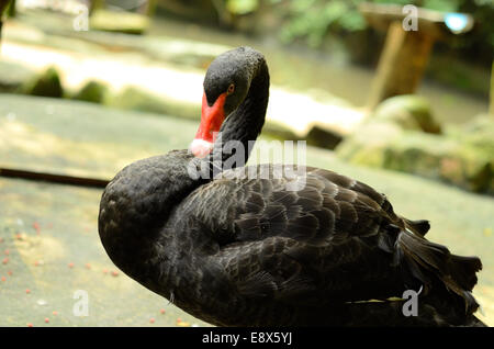 Beau cygne noir (Cygnus atratus) reposant sur le sol Banque D'Images