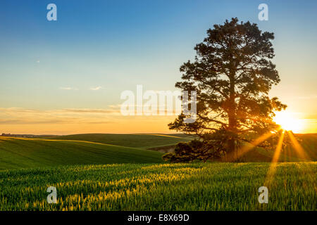 Whitman Comté, WA : Coucher de soleil sur les collines de la région de Palouse Banque D'Images