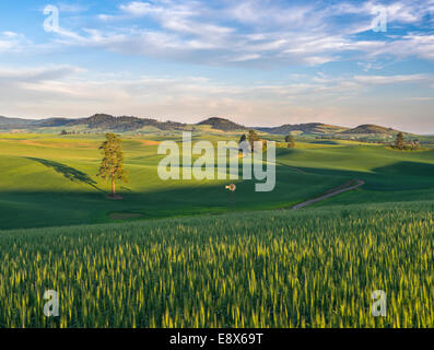 Whitman Comté, WA : chemin de terre à travers les vents Palouse hills verte avec un moulin isolé près de la ville de Palouse Banque D'Images