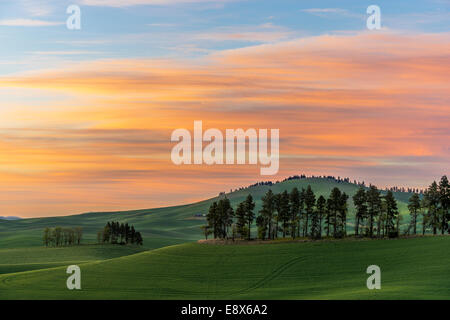 Whitman Comté, WA : Coucher de soleil sur les collines de la région de Palouse Banque D'Images