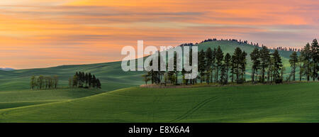 Whitman Comté, WA : Coucher de soleil sur les collines de la région de Palouse Banque D'Images