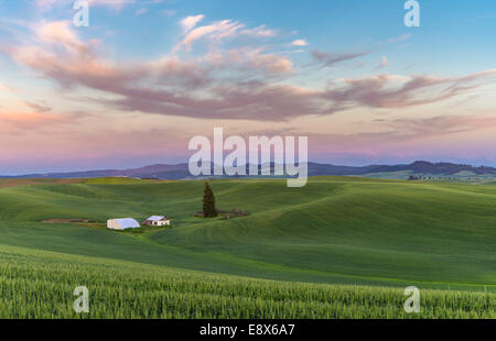 Whitman Comté, WA : Coucher de soleil sur les collines de la région de Palouse Banque D'Images