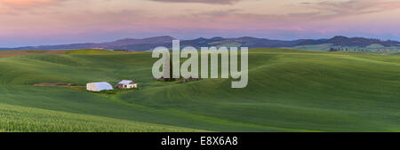 Whitman Comté, WA : Coucher de soleil sur les collines de la région de Palouse Banque D'Images