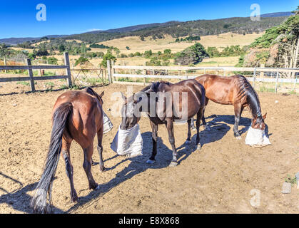 L'alimentation des chevaux en paddock, sacs de grain fourrage Banque D'Images