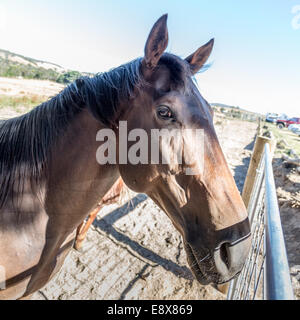 Horse looking over fence Banque D'Images