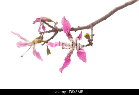 Ceiba speciosa, de soie Fleurs arbre isolé sur blanc Banque D'Images